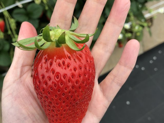 �傫���ĊÂ�����������������H�ׂ��čK���Ȏ��Ԃł����I_���ǉ�