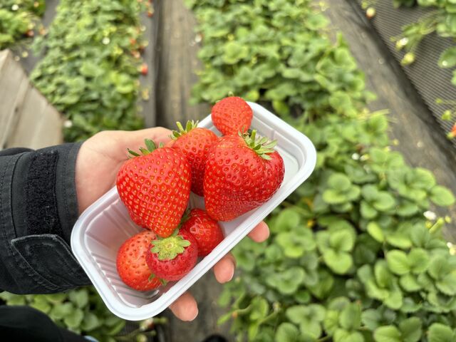 �Ƃ��������ō��E�Ƃ����Ƃߍō�_�����_��