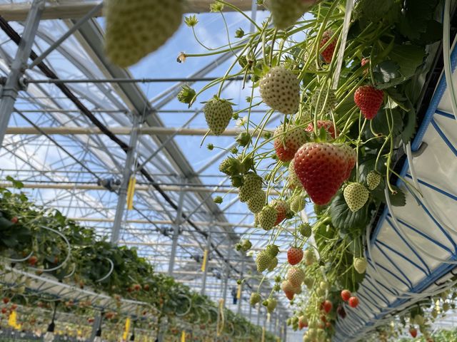 �قƂ�Ǐ㕔���������A�Â����Ȃ�_���ЗY�_��