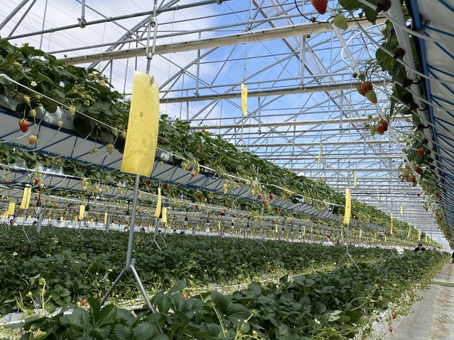 13���ł͒x�������̂��H�Ɣ��Ȃ��Ă܂��B_���ЗY�_��