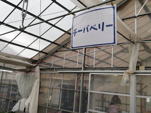 �Ŕ�_OBLADI strawberry farm