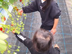 ݂̊ЃWFCGC܂t@[ւ̓eʐ^1