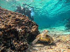 ܂肳̃I[X[Vm[P{Óւ̓eʐ^1