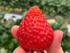 ICHIGOHOUSE HITACHINAKAւ̓eʐ^1