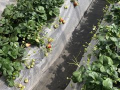 yasu503̓@Ԃ߂ւ̓eʐ^1