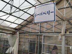 ͂邳OBLADI strawberry farmւ̓eʐ^2