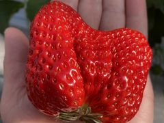 ΂}}̕όAOXl΂ւ̓eʐ^1