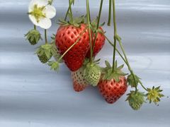 �ь炳��̂Ђ̂Ńt�@�[���ւ̓��e�ʐ^2