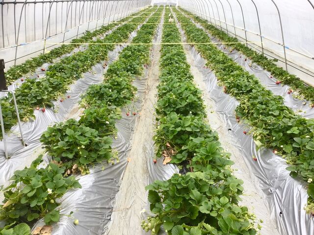 ��������o���Ă܂��B_���c�_��