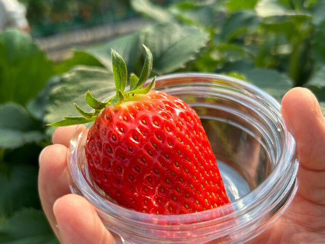 �傫���ĊÂ��Ĕ�������_�x�ÃA�N�A�t�@�[��