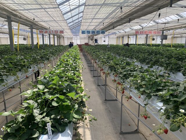 ���[���ɂ������̎�ނ����L����Ă���B_�x���[�Y�t�@�[���@FUSHIMI