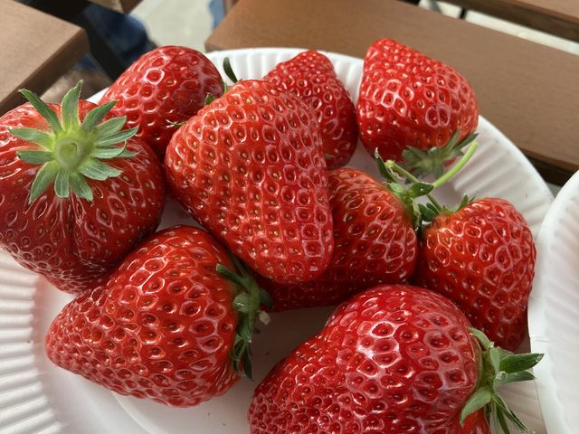 ���M�A���ɂイ�p�g���C�A�`���R�t�H���f���p���Ȃǐ����Ȃ��ŗ��p�\�ł����B_�x���[�Y�t�@�[���@FUSHIMI