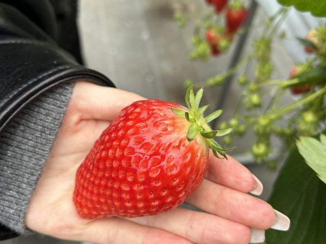 ����Ȃɗ��h�Ȃ������������ς��ł����B_��������farm
