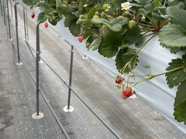 �ŏ��Ɉē����ꂽ�n�E�X_�c���ό��_��