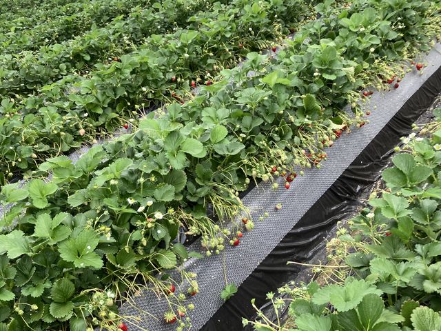 ���������������A�Ԃ��̂����Ȃ�����_�ÎR�_��