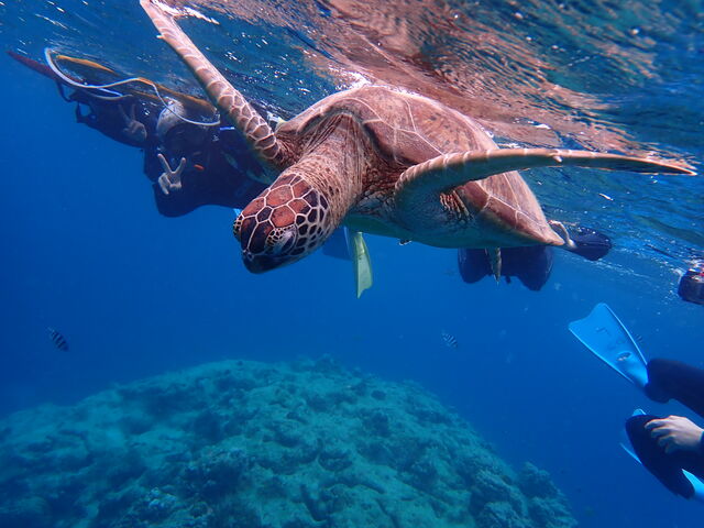 J߂Ō}^݂܂_}Vbvtaitai