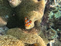 肳̃I[X[Vm[P{Óւ̓eʐ^1