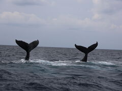 񂳂̉AChN[ւ̓eʐ^1