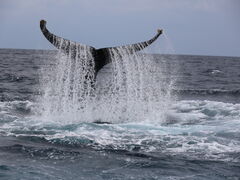 񂳂̉AChN[ւ̓eʐ^2