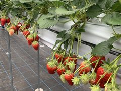 Ӂ[񂳂̂deւ̓eʐ^1