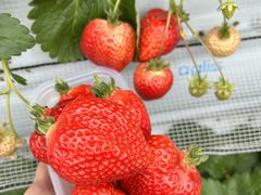 ܂ӂsoil select farmւ̓eʐ^1