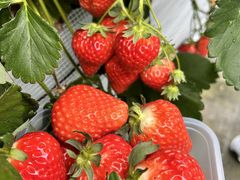 ܂ӂsoil select farmւ̓eʐ^2