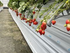 ܂ӂsoil select farmւ̓eʐ^3