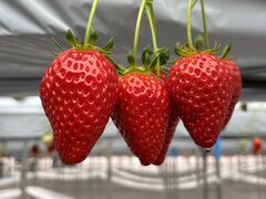 himawari����̑����_���ւ̓��e�ʐ^1