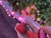 �܂��񂳂�̃I�m�E�G�_���`Strawberry Farm �gRuby�h�`�̓��e�ʐ^1