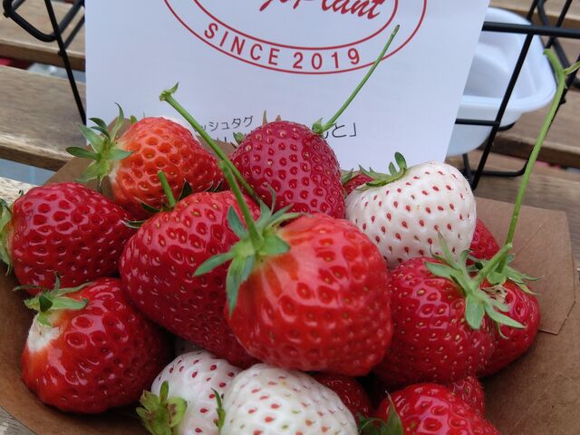 �z��P�Ƃ����i��A�ƂĂ��Â��I_������ �Ղ��� -ichigo plant-