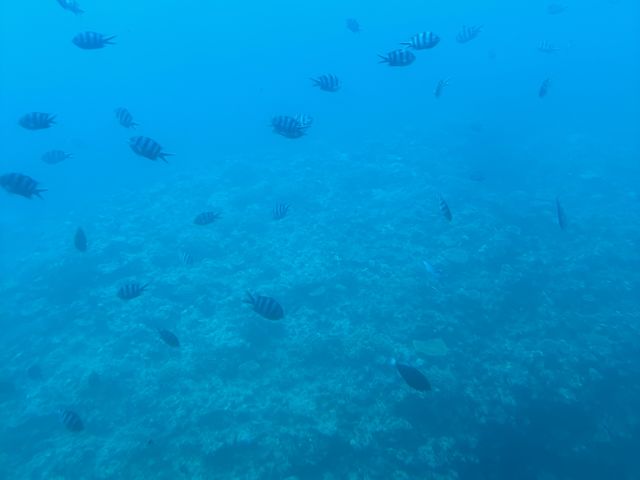 ����_�x�C�N���[�Y�E�{�Ó��@�����u����