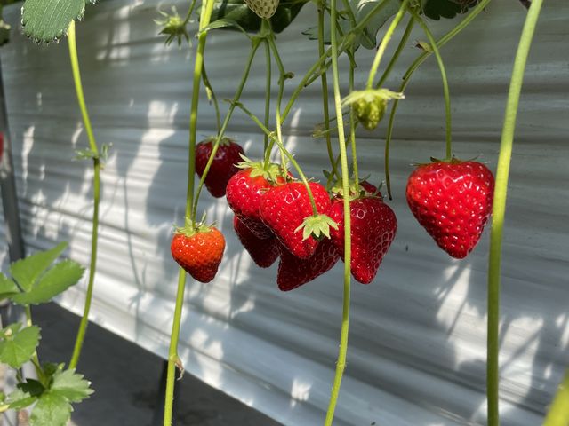 �K���ȐԐF�I_�X�J�C�t�@�[��