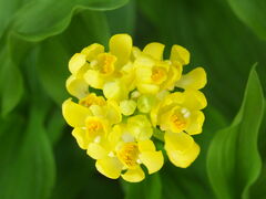 jR񂳂̈bώRւ̓eʐ^1