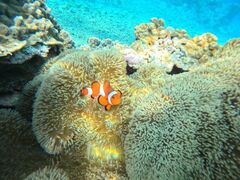 MokãI[X[Vm[P{Óւ̓eʐ^1