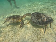 Ђ݂OCEAN LIFEւ̓eʐ^1