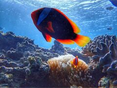 RÃ_CrOVbvTI.OCEANւ̓eʐ^1