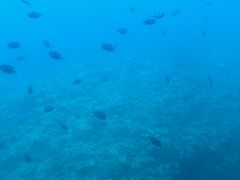 ܂̃xCN[YE{Ó@uւ̓eʐ^1