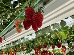 ���Ƃ��񂳂�̋���ӂ�[���ւ̓��e�ʐ^2