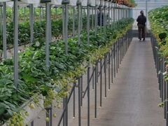 NewBerry -j[x[-̎ʐ^2