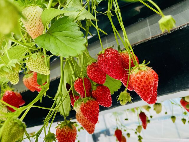 �ƂĂ��������������ł��B_�F��_�Y