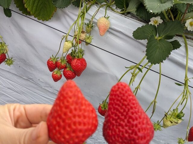 �傫���Â��������ł���_���u�S�ԉ��t�@�[��