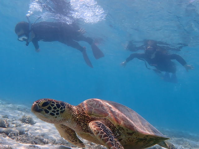 �C�T_�����