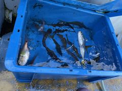 Ȃ׃pp̌˓c` ۂւ̓eʐ^1