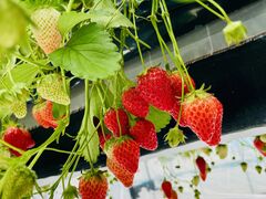 ͂邽܂܂̉F_Yւ̓eʐ^1