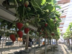 ��l����̉ʎ��̗��@���c�_���ւ̓��e�ʐ^1