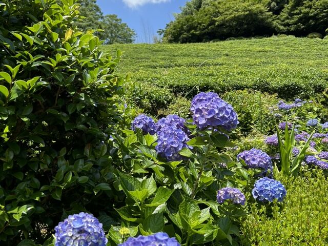 �d�F��_�z�����p�فE�d�F��