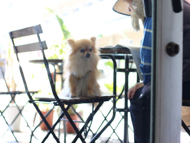 eX_MALIBU COFFEE }uR[q[