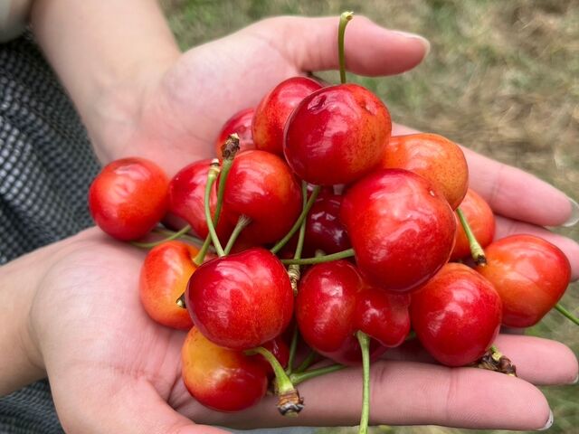 �g�G��_�������ڎ��E�t���[�c�����_��