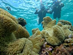 mm̃I[X[Vm[P{Óւ̓eʐ^1