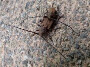 }[`̔CR[vEF[ECRW]̓eʐ^1